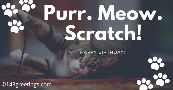 Birthday Wishes for a Friends cat