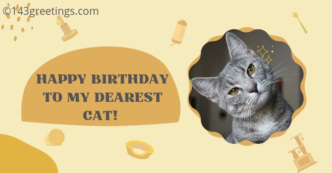 Birthday Wishes to cat