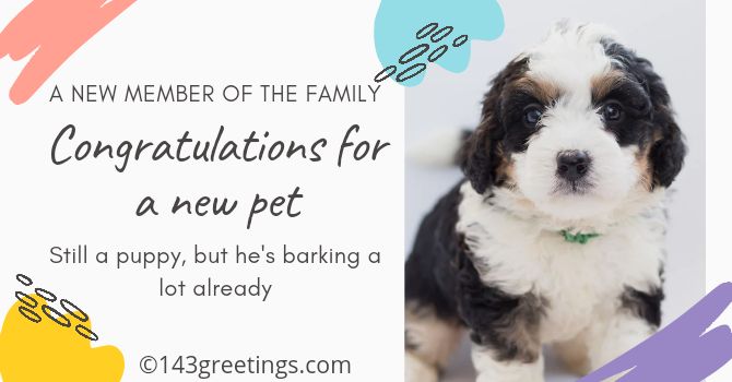 Congratulations Messages for New Dog