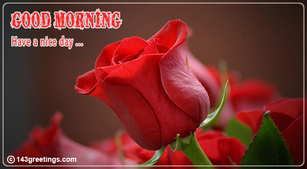 Romantic Good Morning Wishes With Red Roses - Animaltree