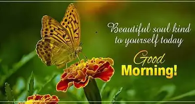 Good Morning Messages Best Good Morning Wishes 143 Greetings