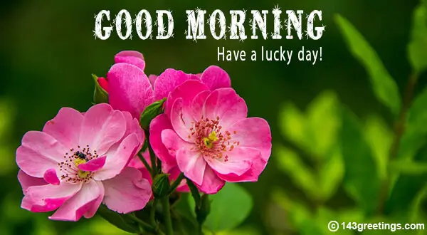 Good Morning Messages Best Good Morning Wishes 143 Greetings